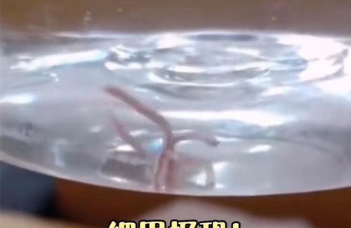 河北一学生在桶装水里发现活虫,厂家 是假水,经销商擅自灌装