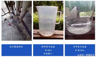 猪场饮水器,错误安装集锦,你的猪场做对了吗